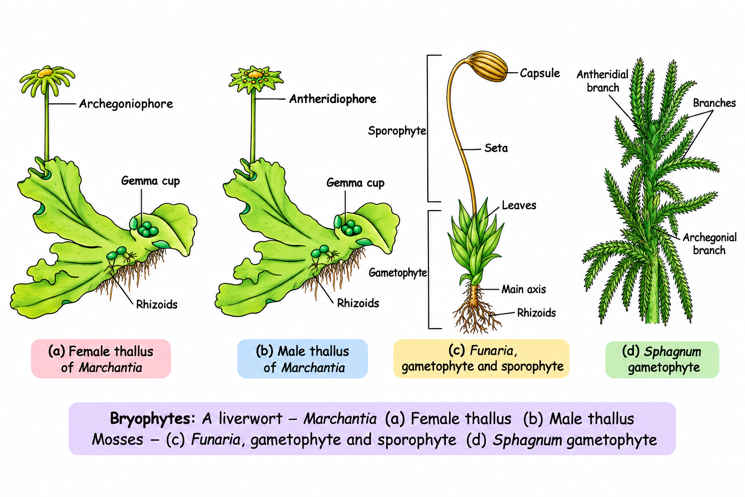 Bryophyte Life Cycles